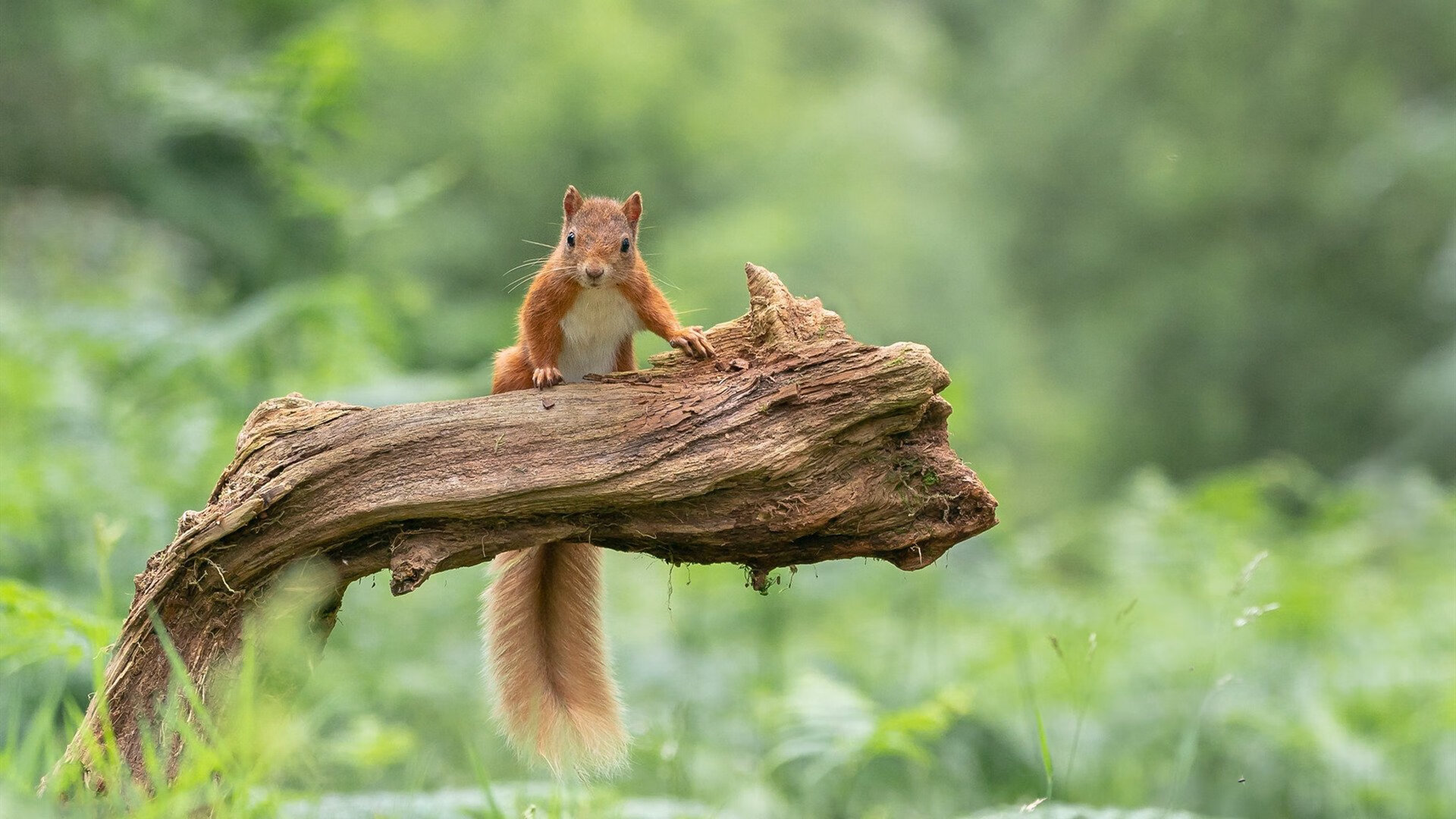_猛龙队内线强硬,面对对手毫不退缩_,猛龙队员