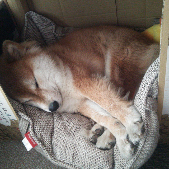 _猛龙队实力逐步显现,迎来关键胜利_,猛龙队员