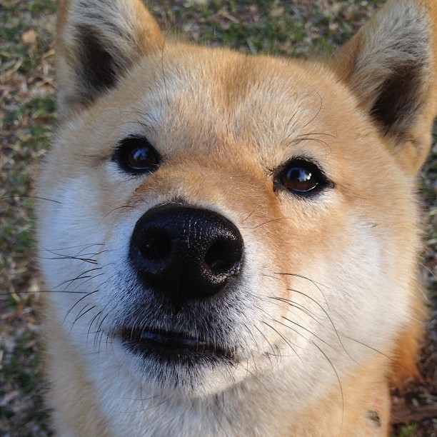 _猛龙队打出精彩团队篮球_,猛龙队的阵容