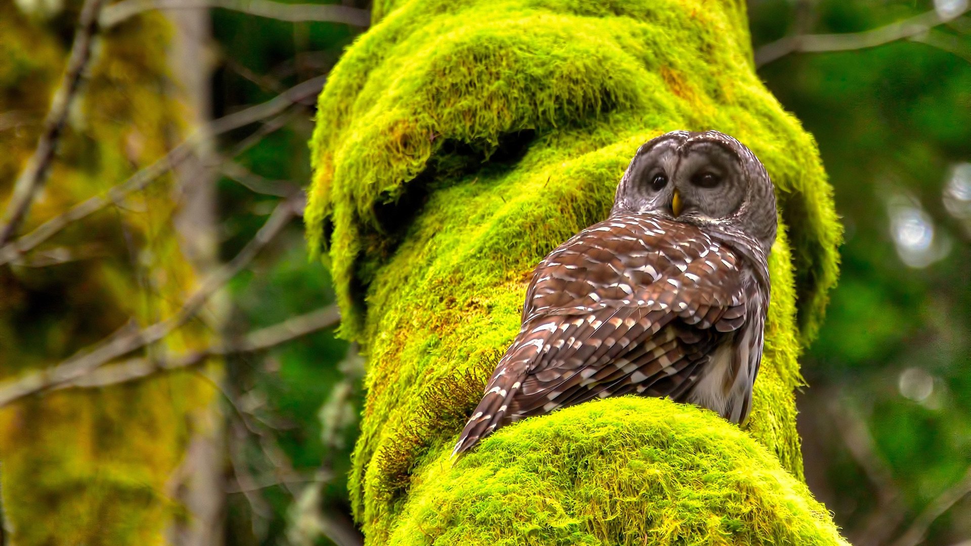 “青少年足球赛事丰富多彩，激发青少年运动热情”，青少年足球队