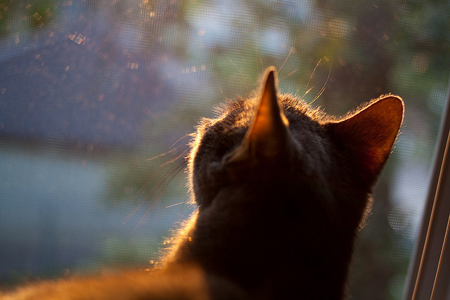 【亚伦·诺拉的稳定表现】喷泉式的投球帮费城稳住局势